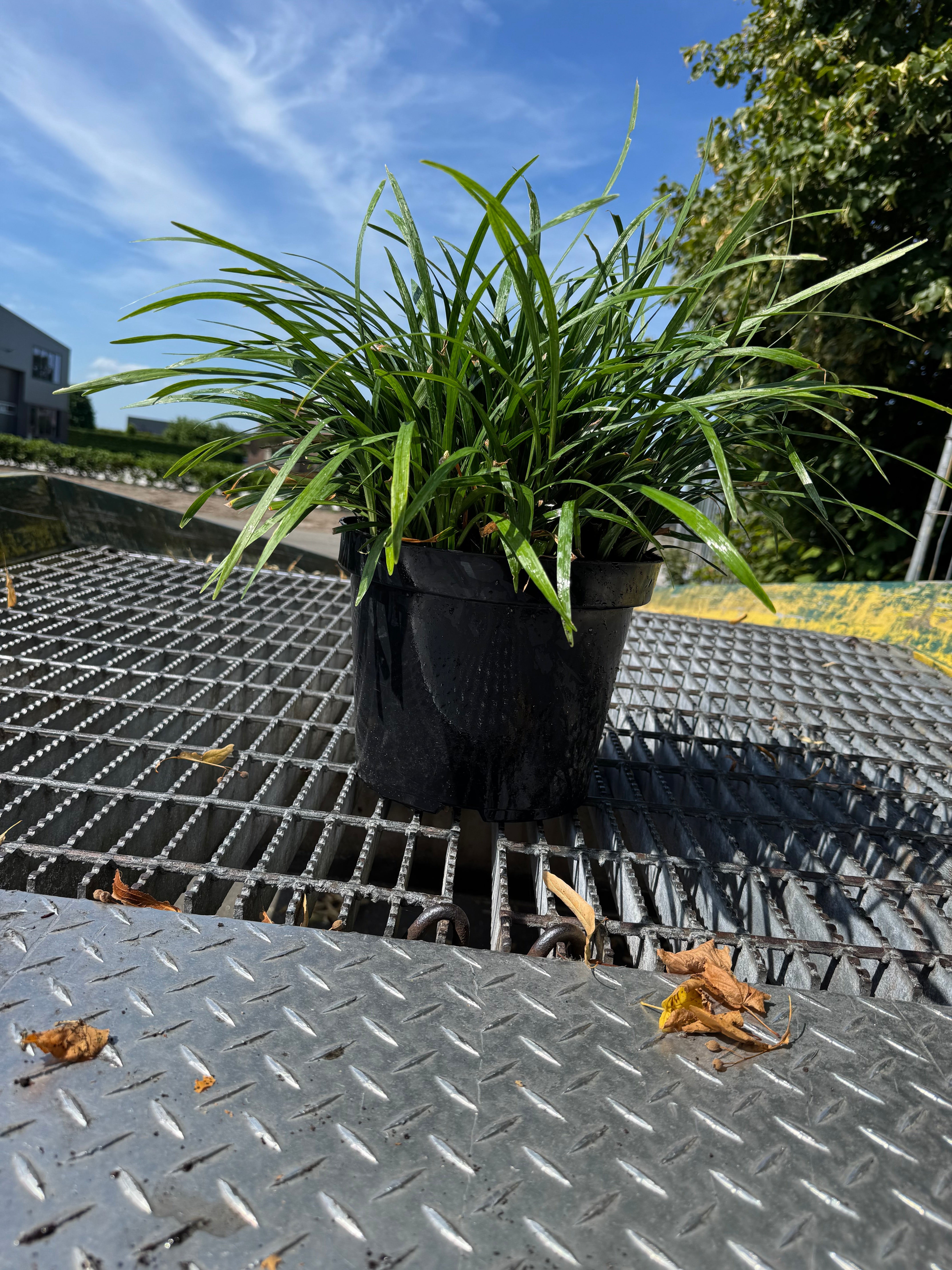Liriope muscari 'Ingwersen' - Leliegras XXL