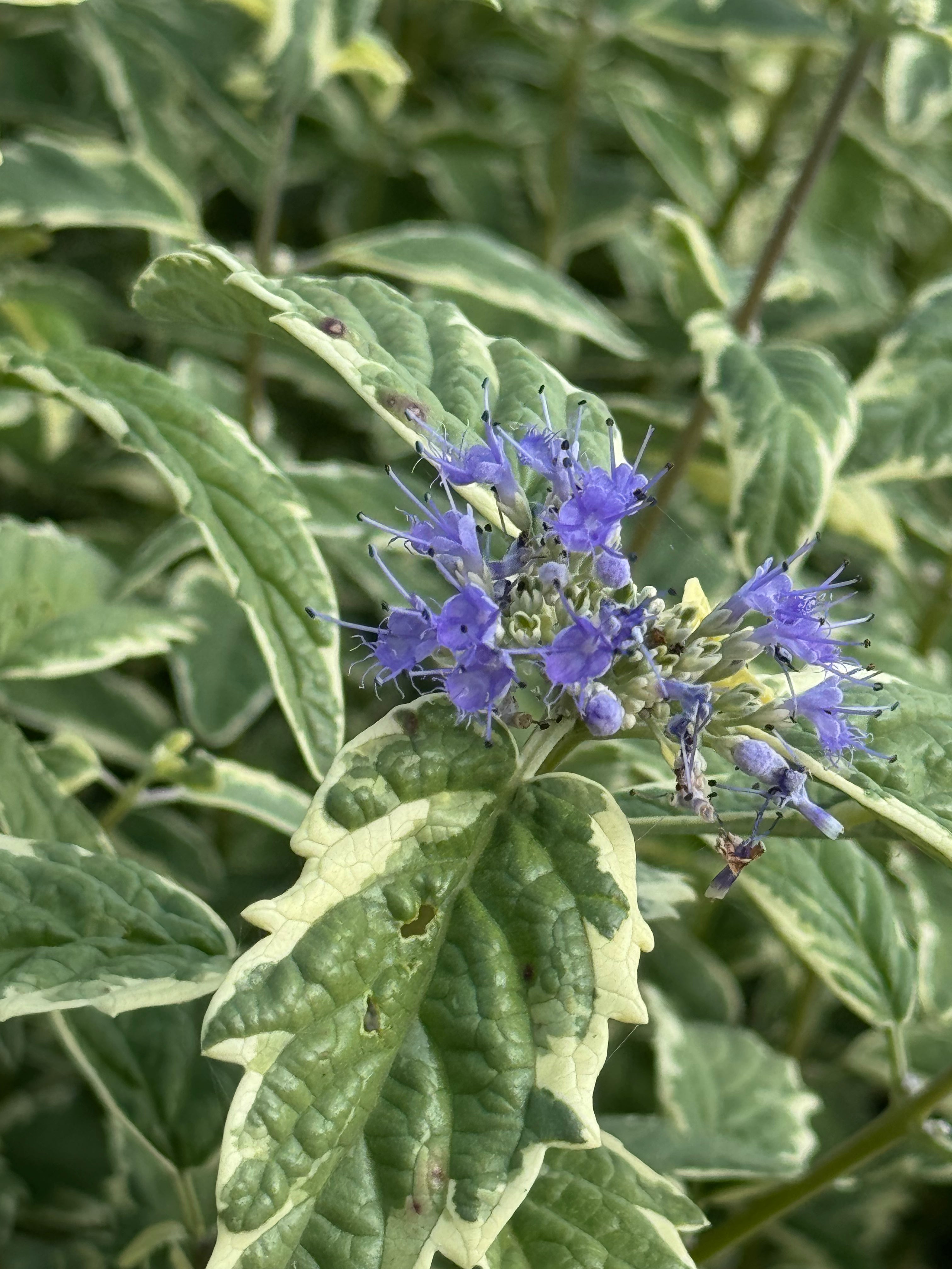 Caryopteris clandonensis ‘White Surprise’ – Blauwbaard