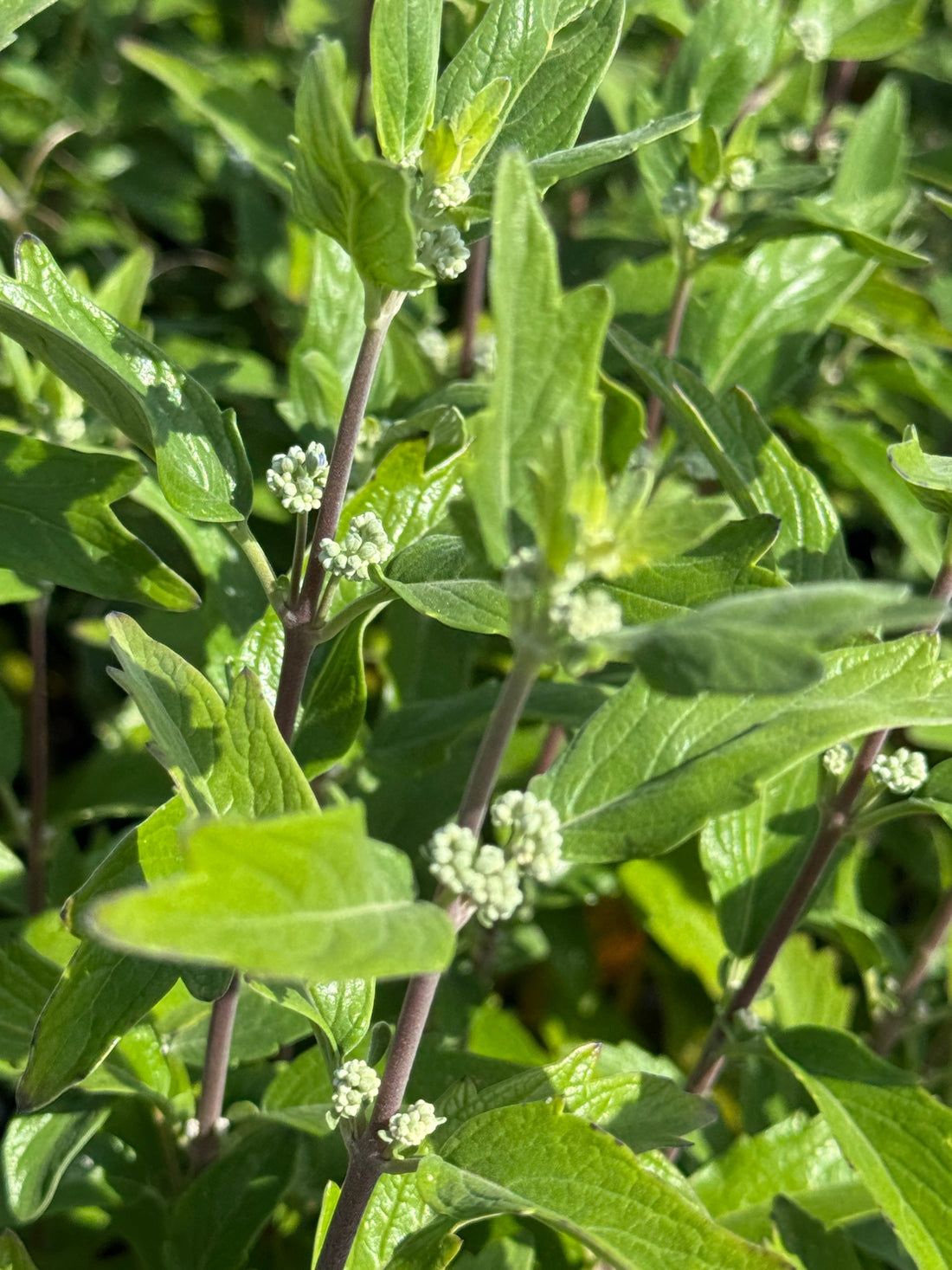 Caryopteris clandonensis ‘Grand Blue’ – Blauwbaard