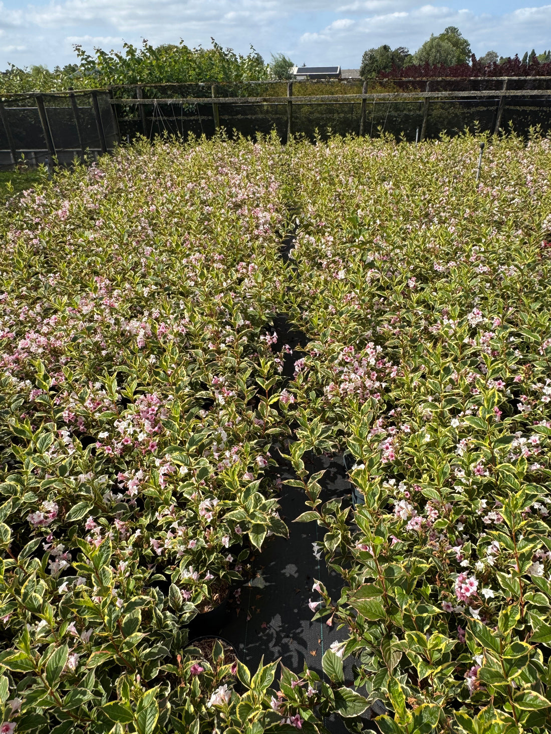 Weigela 'Nana Variegata' - Sierheester