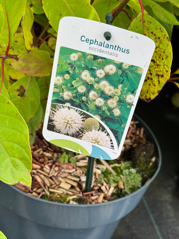 Cephalanthus occidentalis - Kogelbloem