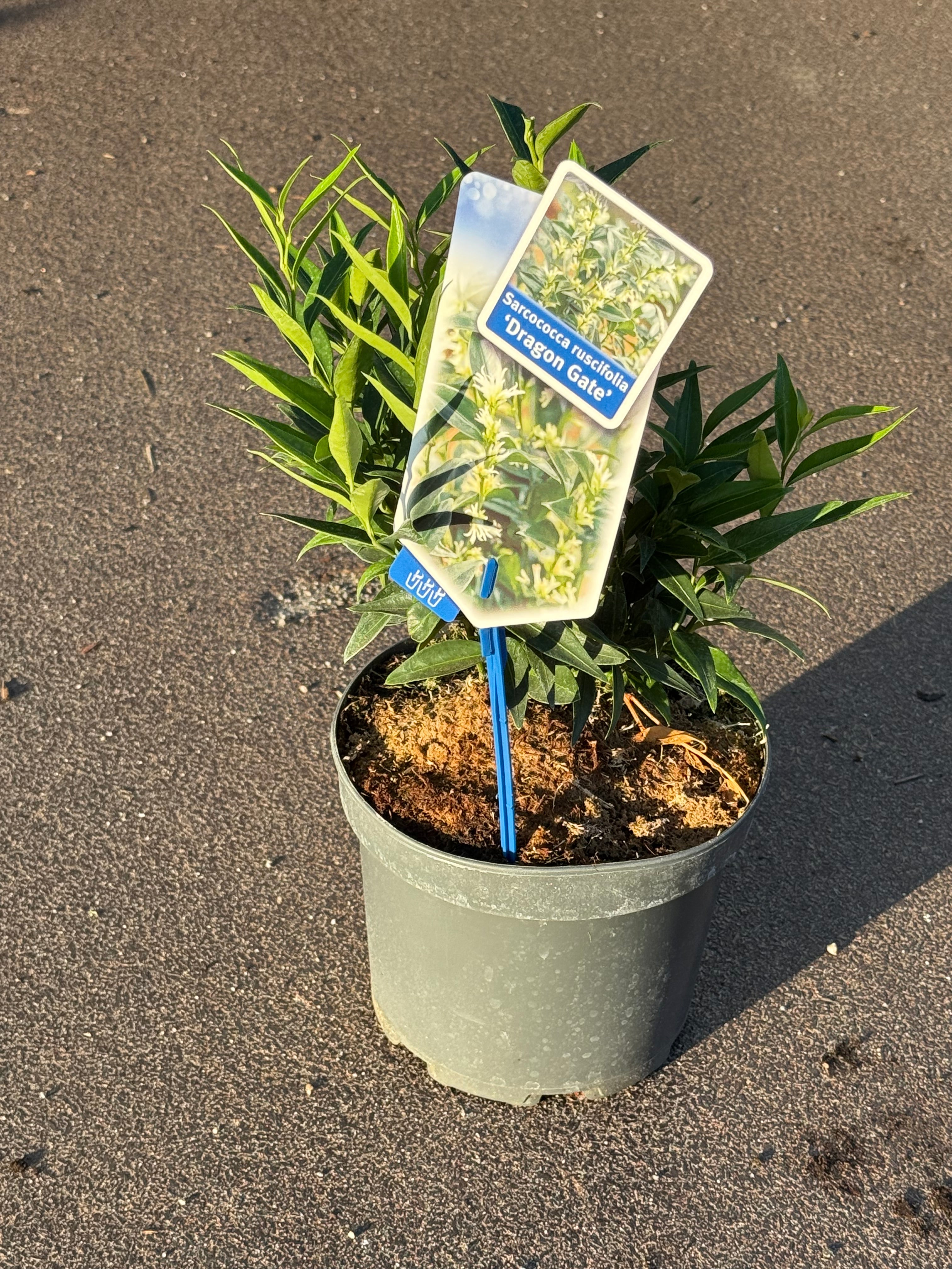 Sarcococca ruscifolia 'Dragon Gate' - Vleesbes