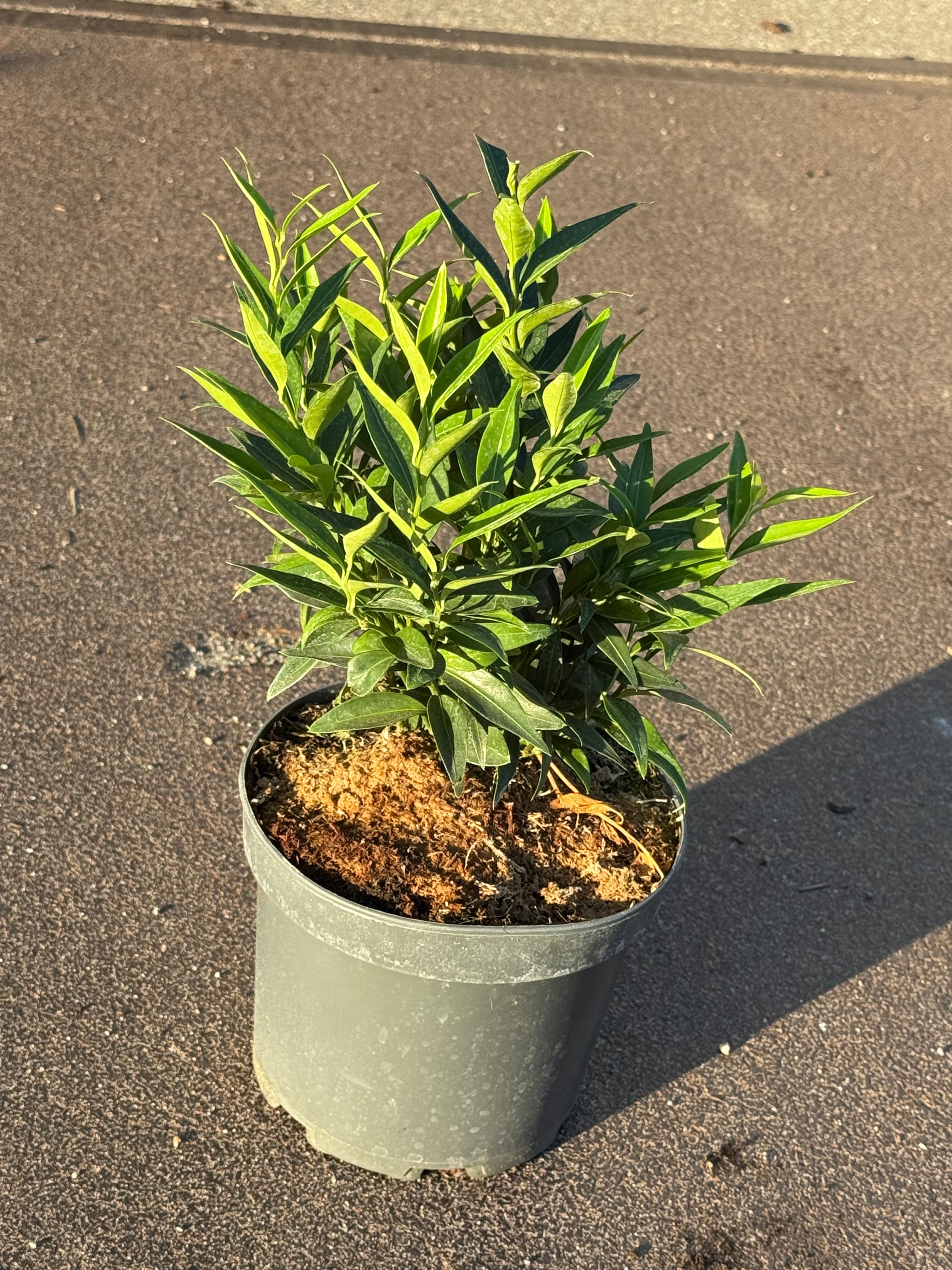 Sarcococca ruscifolia 'Dragon Gate' - Vleesbes