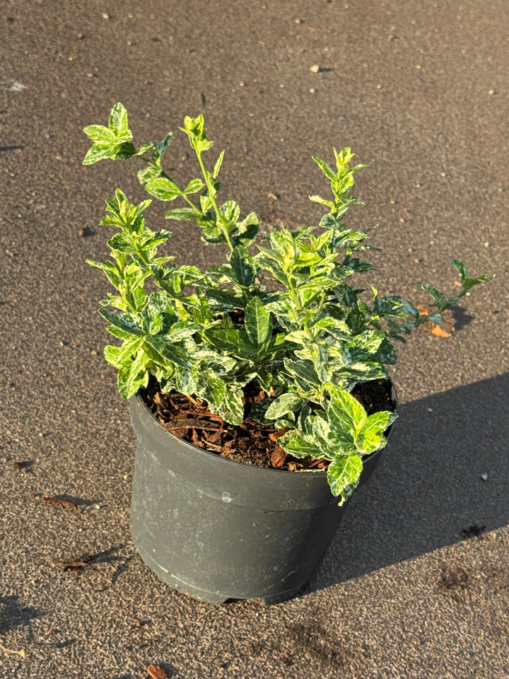 Euonymus fortunei 'Harlequin' - Kardinaalsmuts