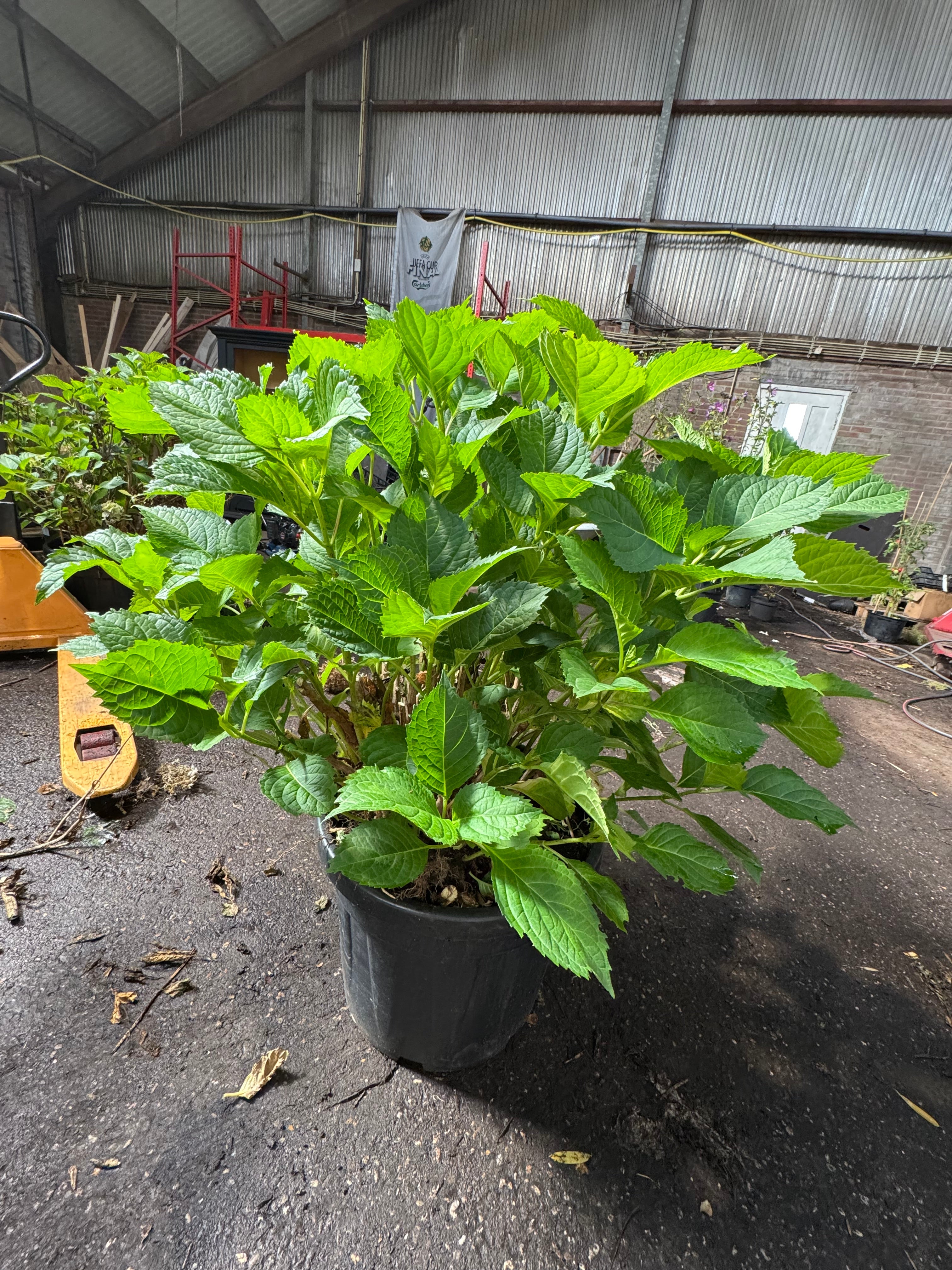 * UNIEK* Hydrangea Macrophylla - Boerenhortensia roze +/- 20 jaar oud - XXL in 45L pot (3 beschikbaar)