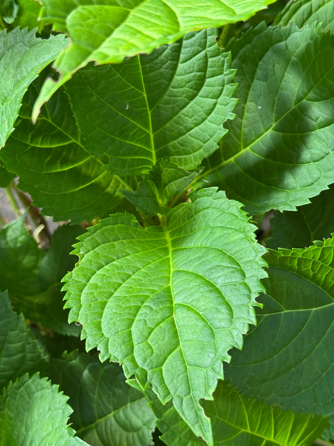 * UNIEK* Hydrangea Macrophylla - Boerenhortensia roze +/- 20 jaar oud - XXL in 45L pot (3 beschikbaar)