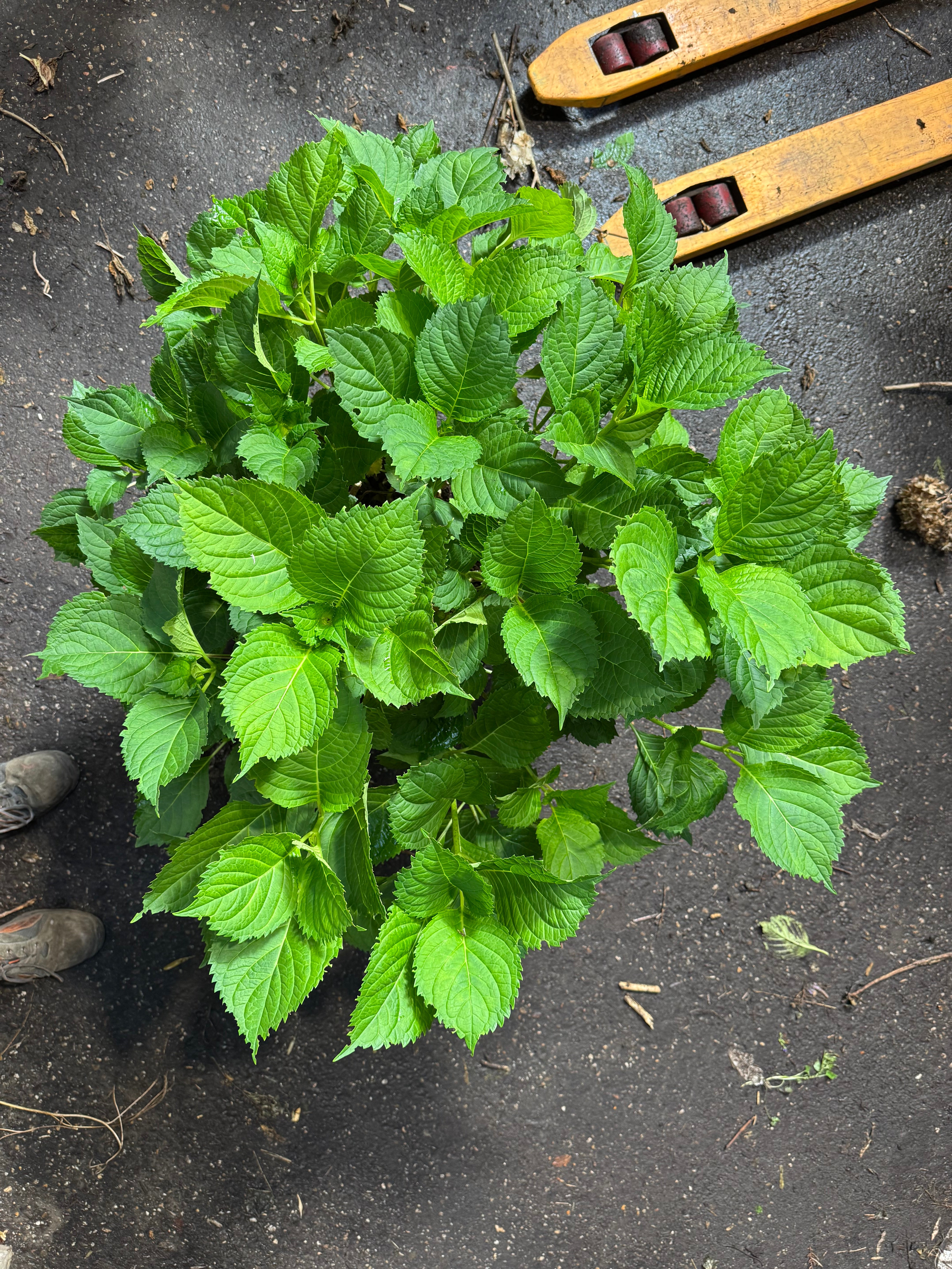 * UNIEK* Hydrangea Macrophylla - Boerenhortensia roze +/- 20 jaar oud - XXL in 45L pot (3 beschikbaar)