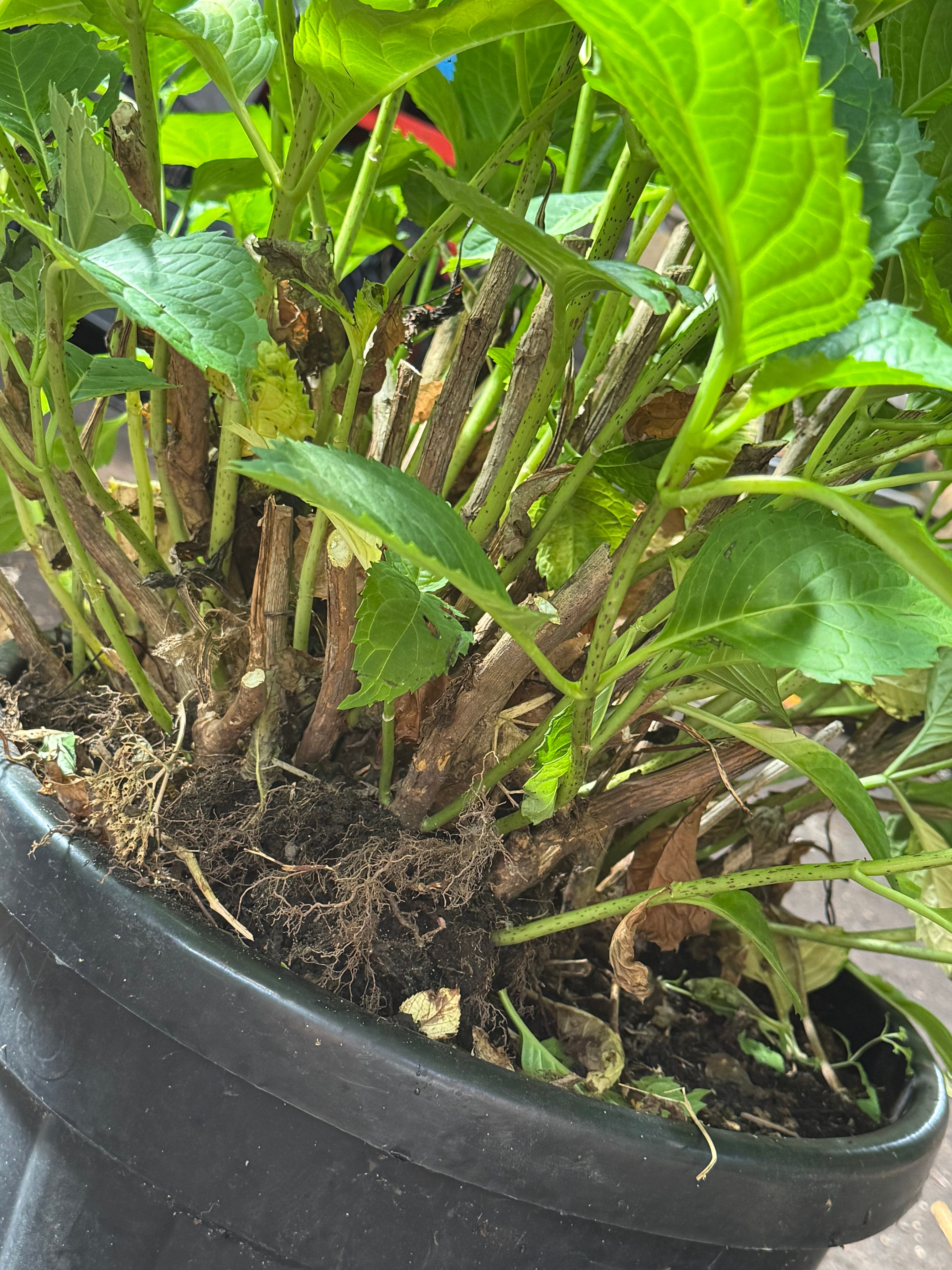 * UNIEK* Hydrangea Macrophylla - Boerenhortensia roze +/- 20 jaar oud - XXL in 45L pot (3 beschikbaar)