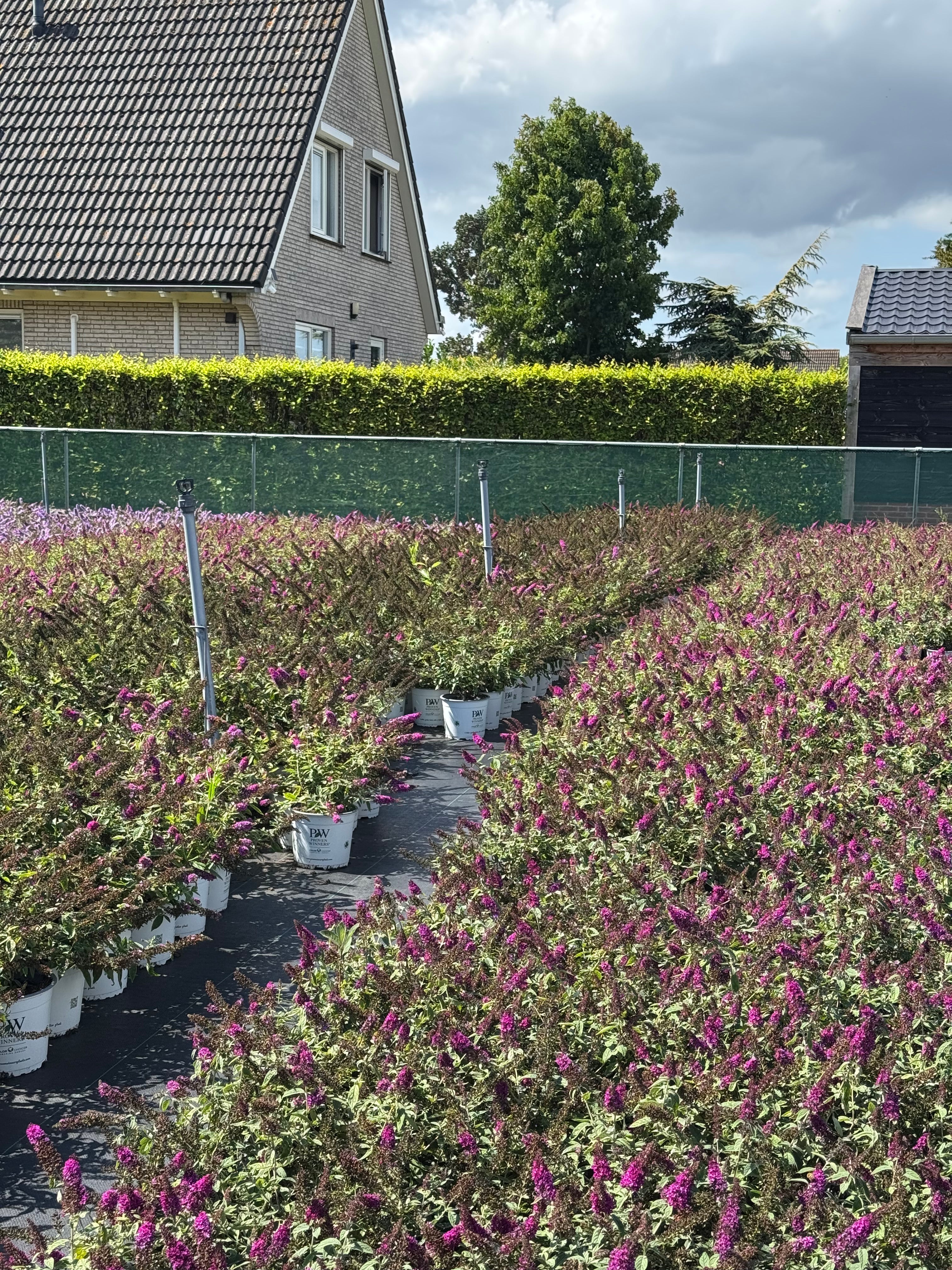 Buddleja 'Red Chip' - Dwergvlinderstruik rood