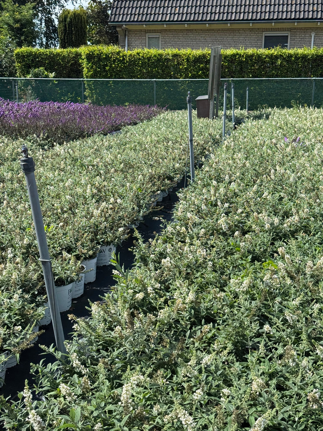 Buddleja 'White Chip' - Dwergvlinderstruik wit