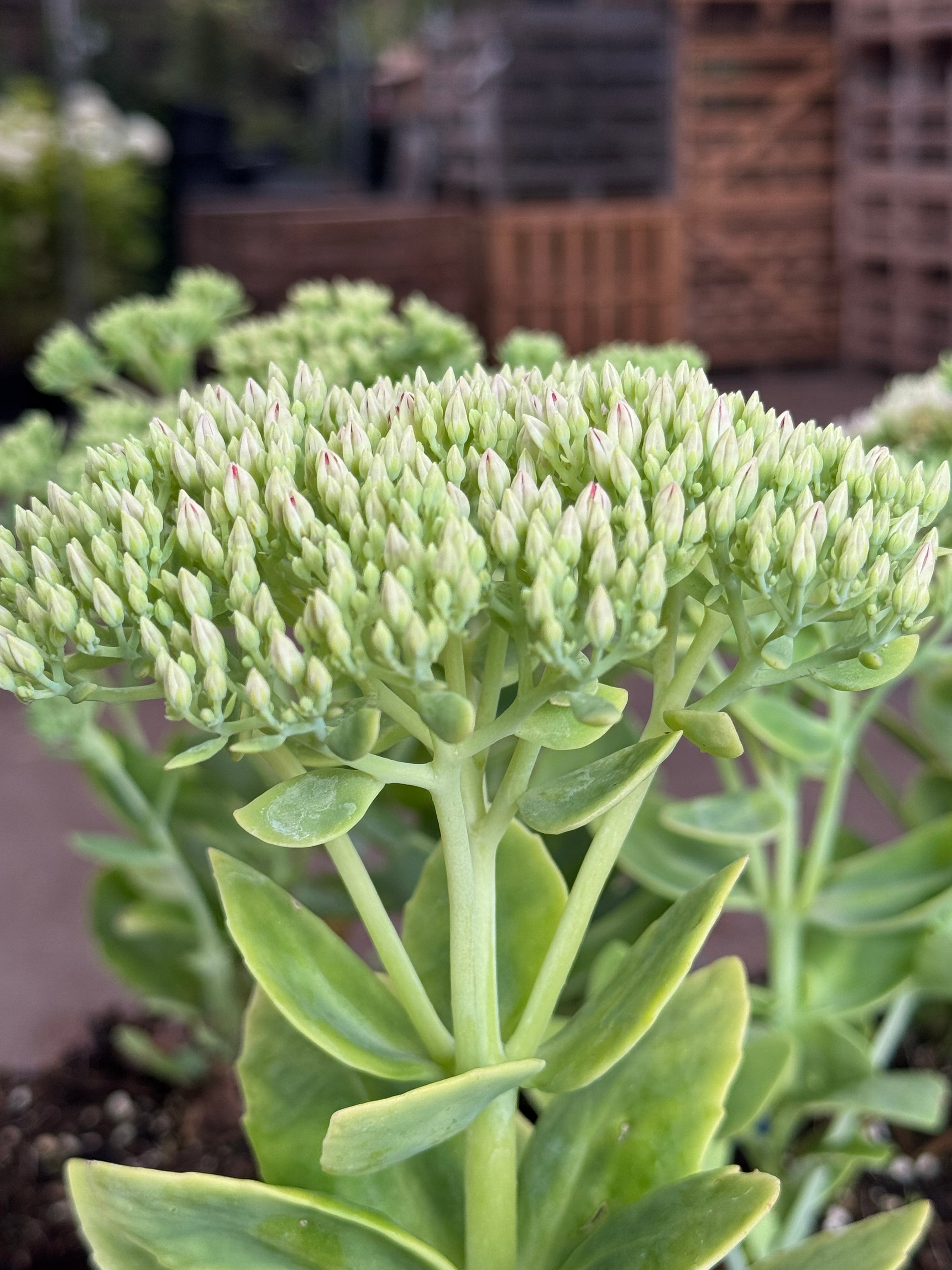 Sedum spectabile 'Brillant' - Hemelsleutel