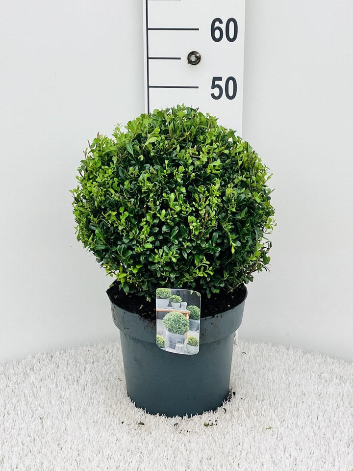 Ilex crenata 'Luxus Globe' -  Japanse Hulst in bolvorm
