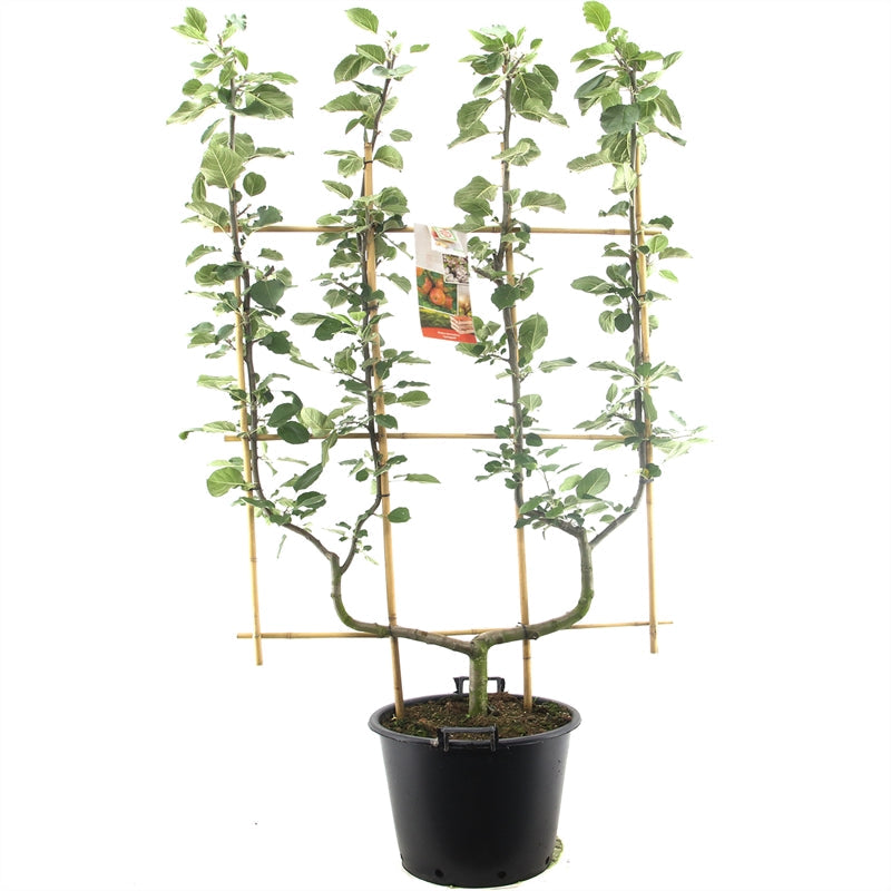Malus domestica 'Jonagold' - Rode appel - Leivorm dubbele U