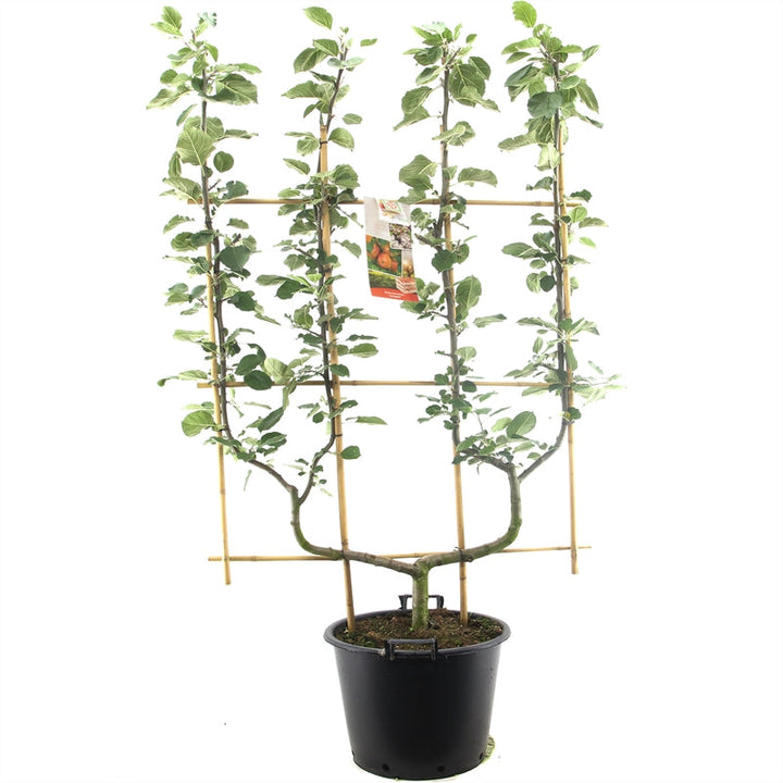 Malus domestica 'Jonagold' - Rode appel - Leivorm dubbele U