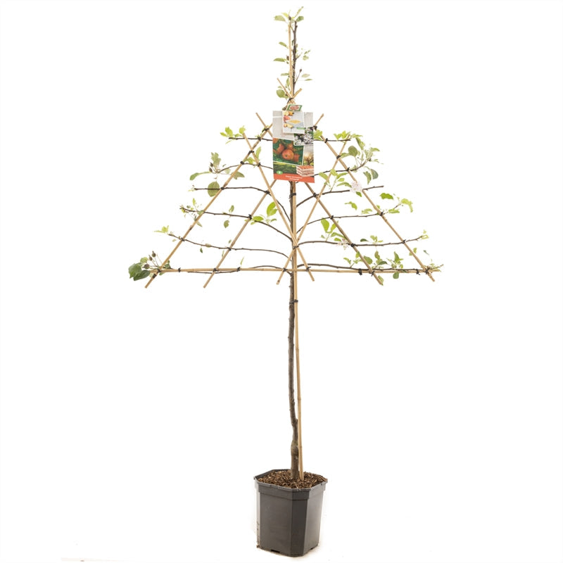 Malus domestica 'Jonagold' - Rode appel - Leivorm
