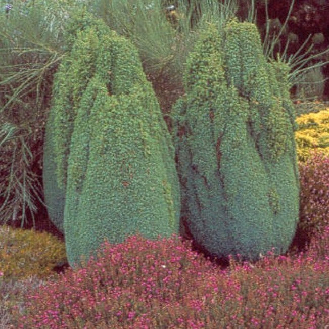 Juniperus comm. 'Hibernica' - Jeneverbes