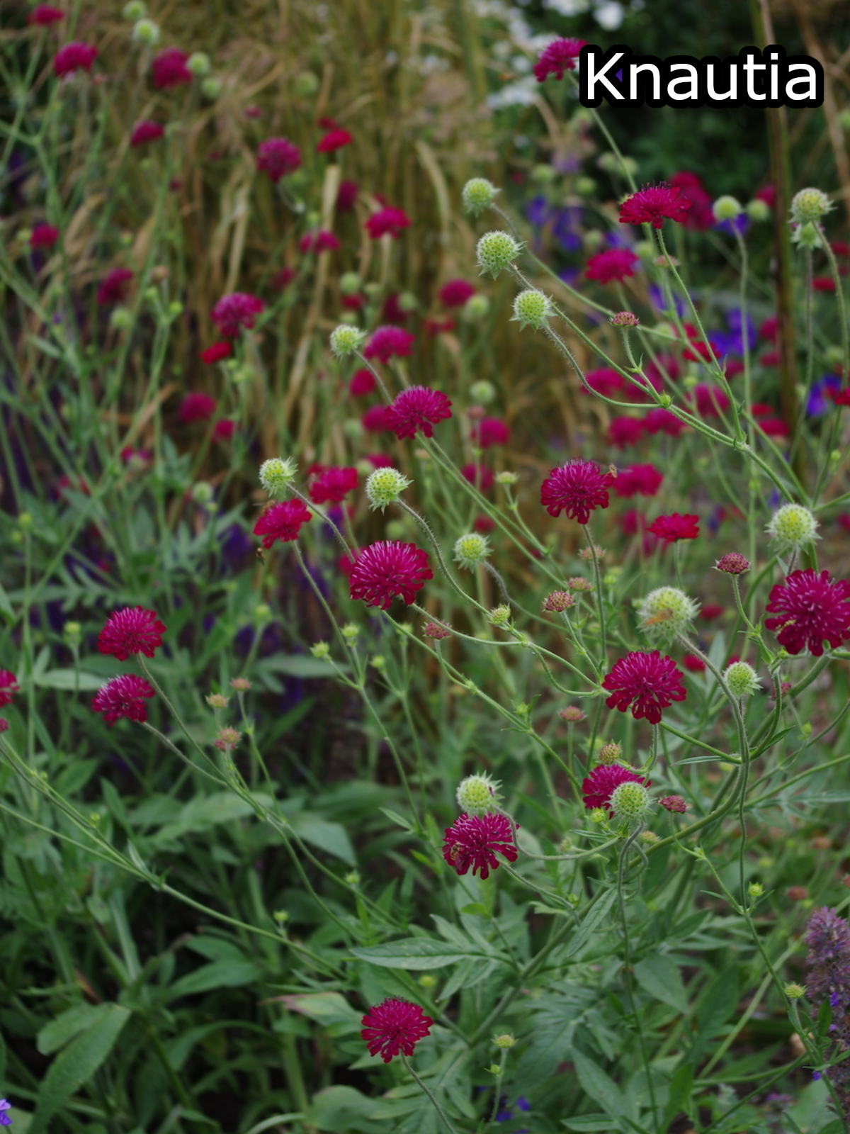 Borderpakket 'Inheems & Biodivers' - 5m² - 50 planten
