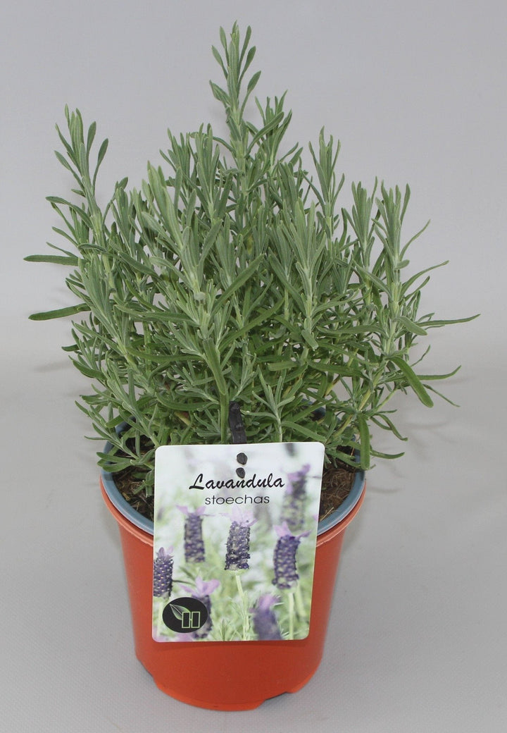 Lavandula Stoechas - Kuiflavendel