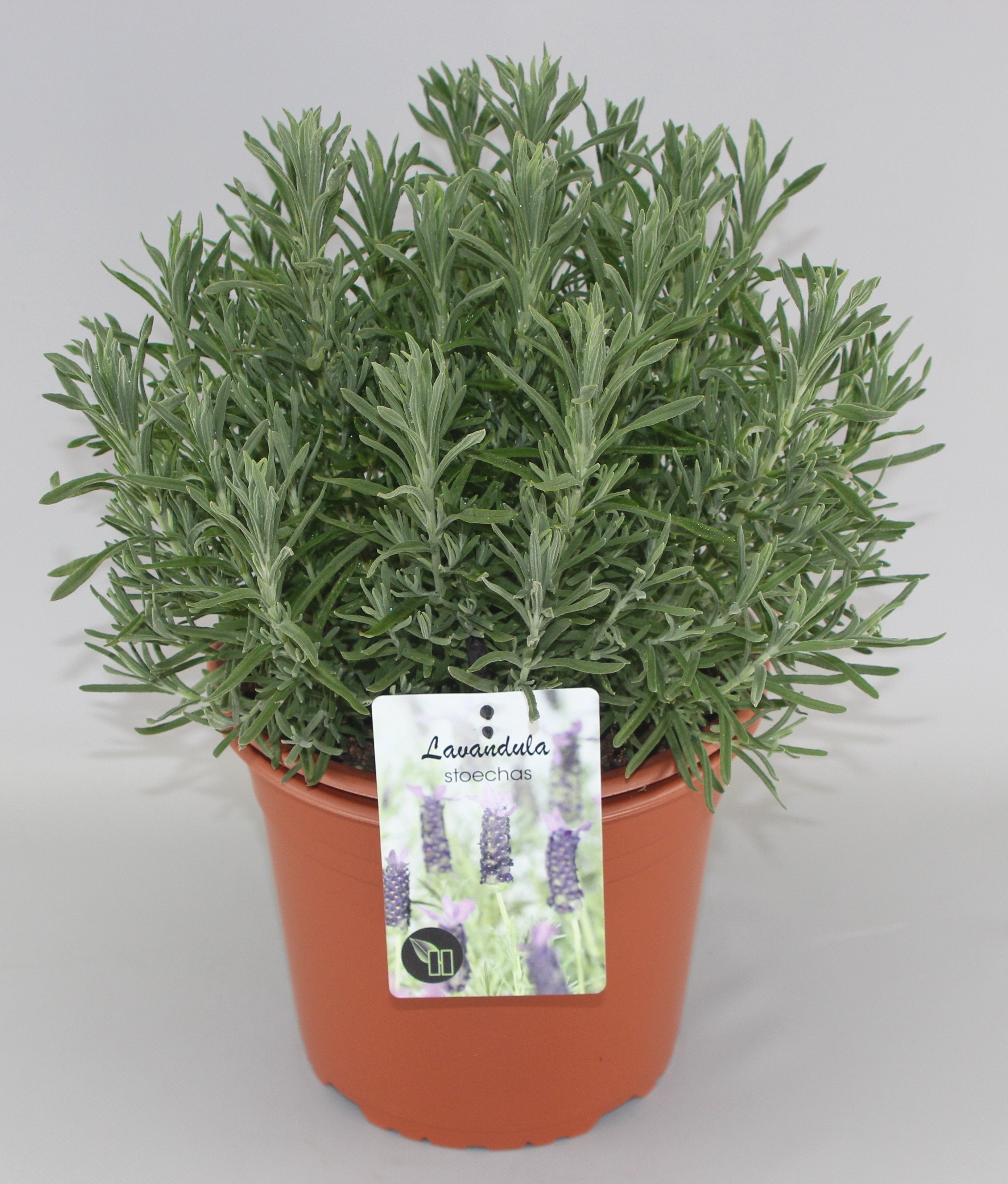Lavandula Stoechas - Kuiflavendel