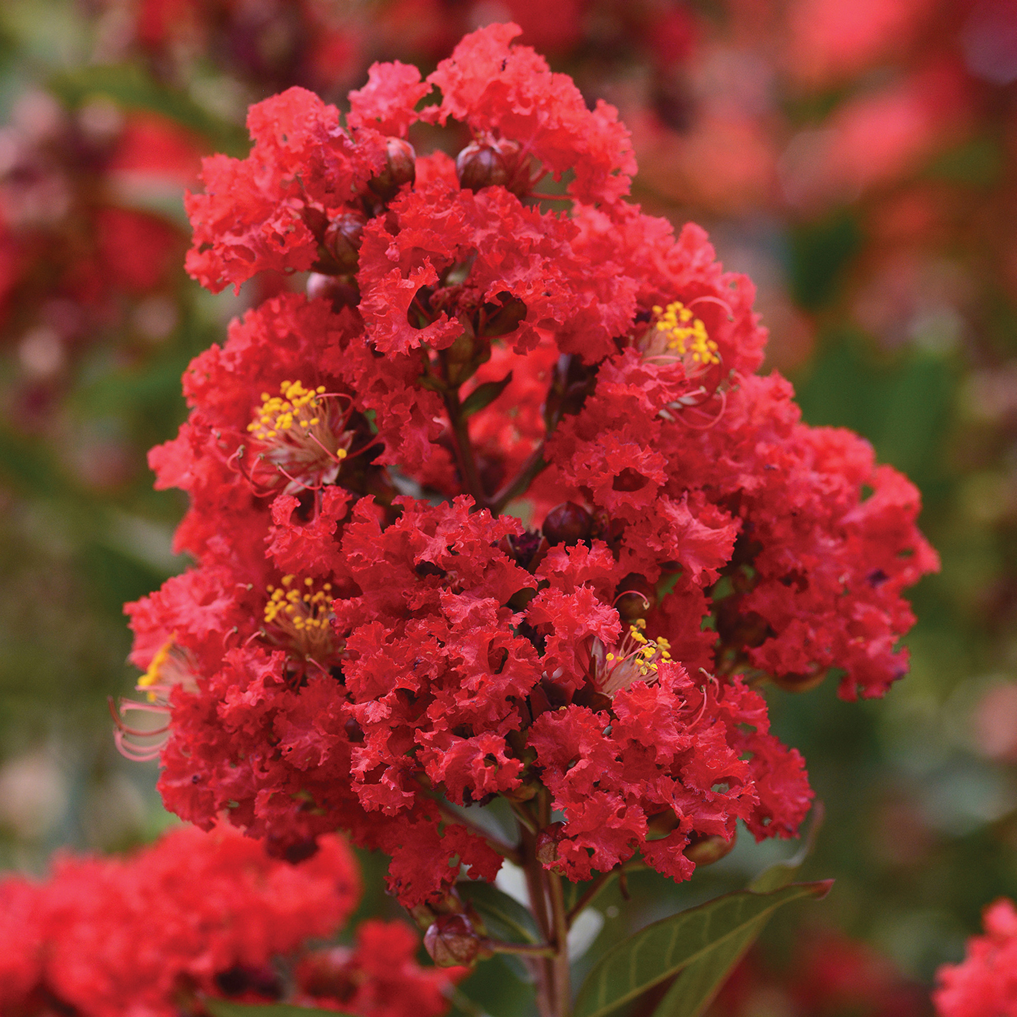 Lagerstroemia indica ‘Best Red’ - Indische sering (Struik of op stam)