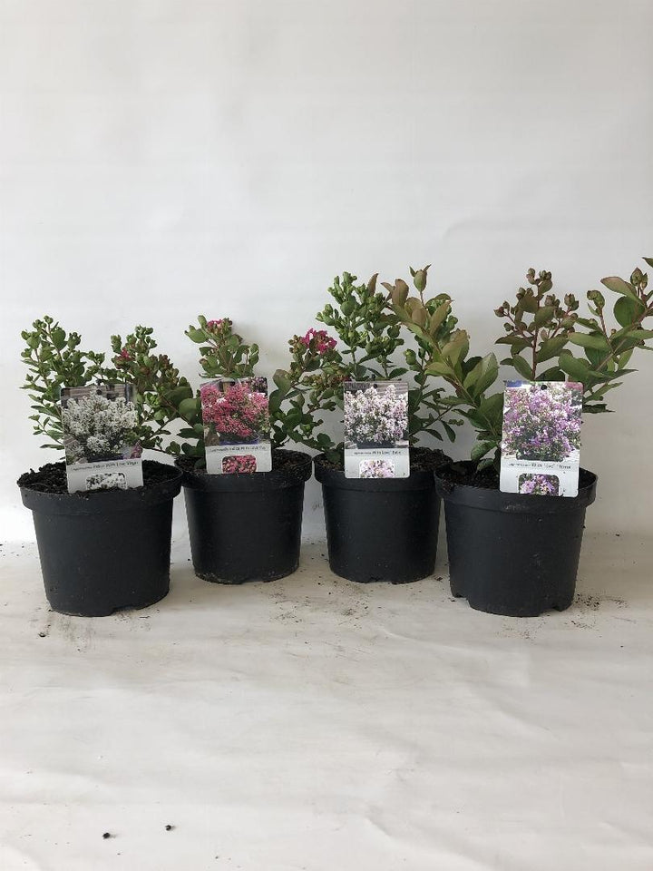 Lagerstroemia indica - Indische Sering in div. kleuren