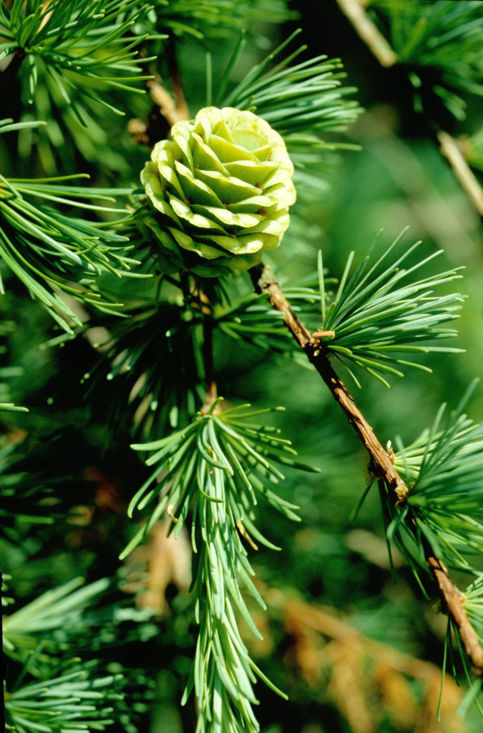 Larix kaempferi - Japanse lork