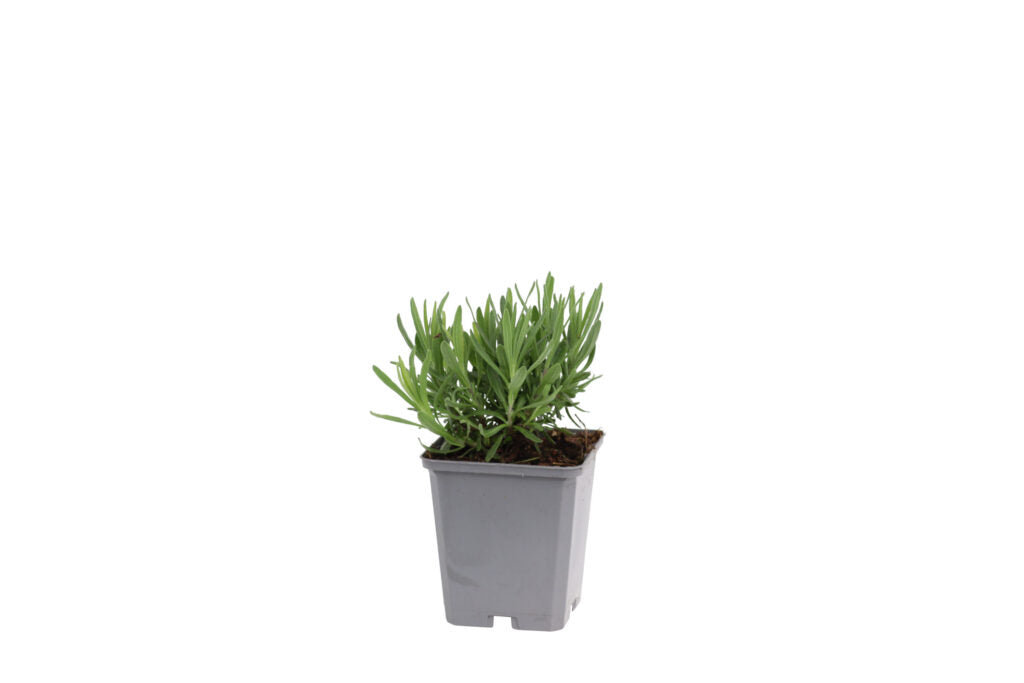 Lavandula angustifolia 'Rosea' - Roze Lavendel