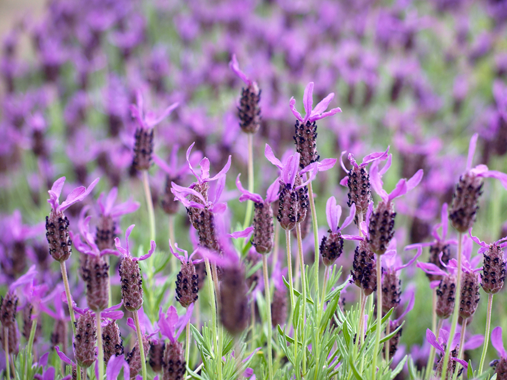 Lavandula Stoechas - Kuiflavendel
