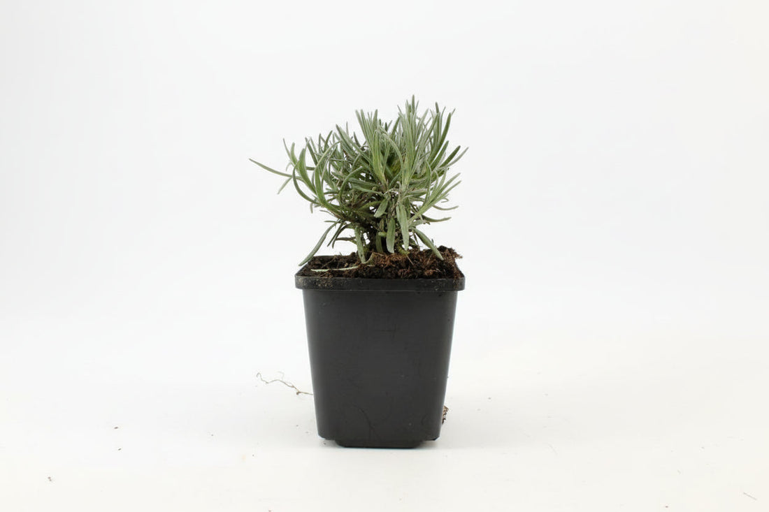 Lavandula angustifolia 'Dwarf Blue' - Helder blauw/paarse lavendel
