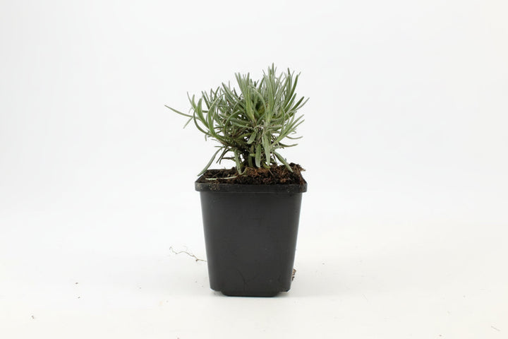 Lavandula angustifolia 'Dwarf Blue' - Helder blauw/paarse lavendel