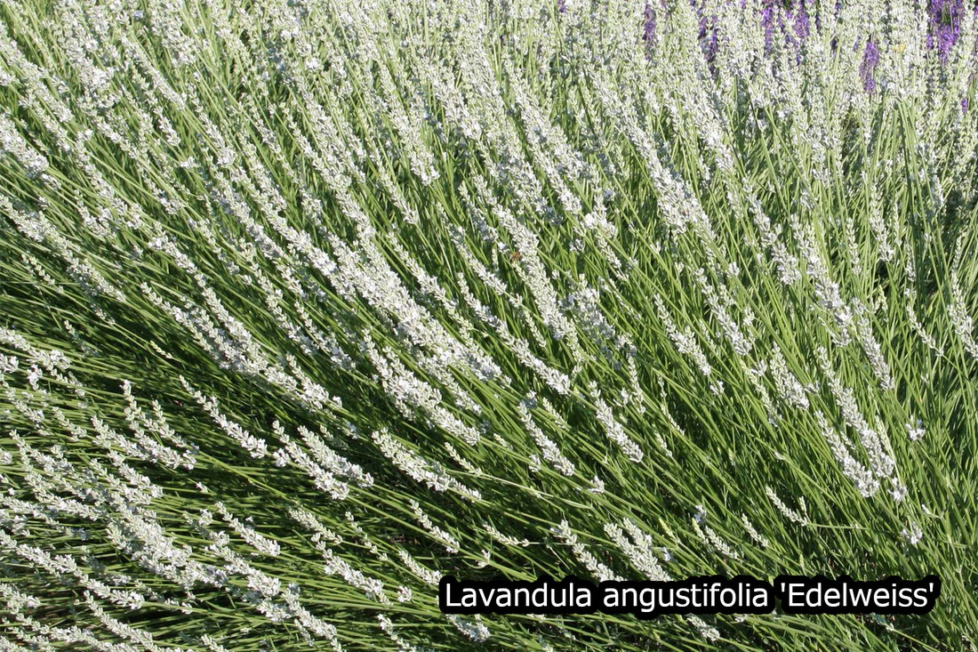 Borderpakket 'Pastel & Wit' - 5m² - 50 planten