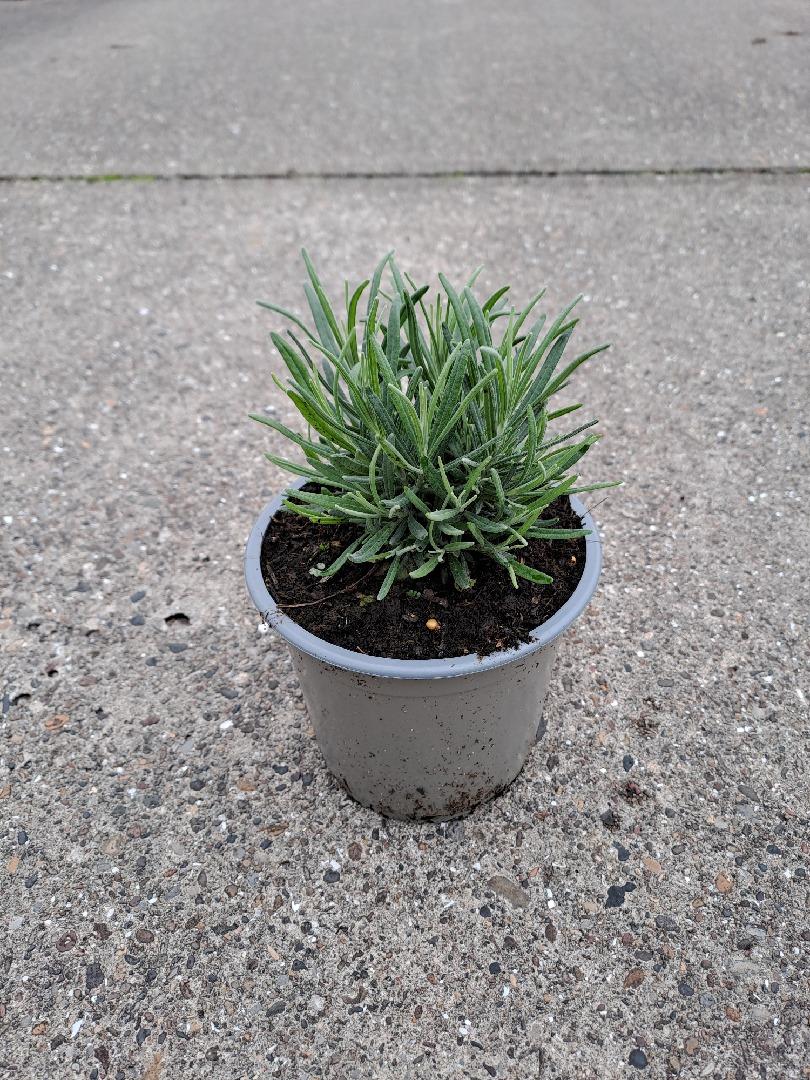 Lavandula angustifolia 'Munstead' -  Licht blauw/paarse lavendel