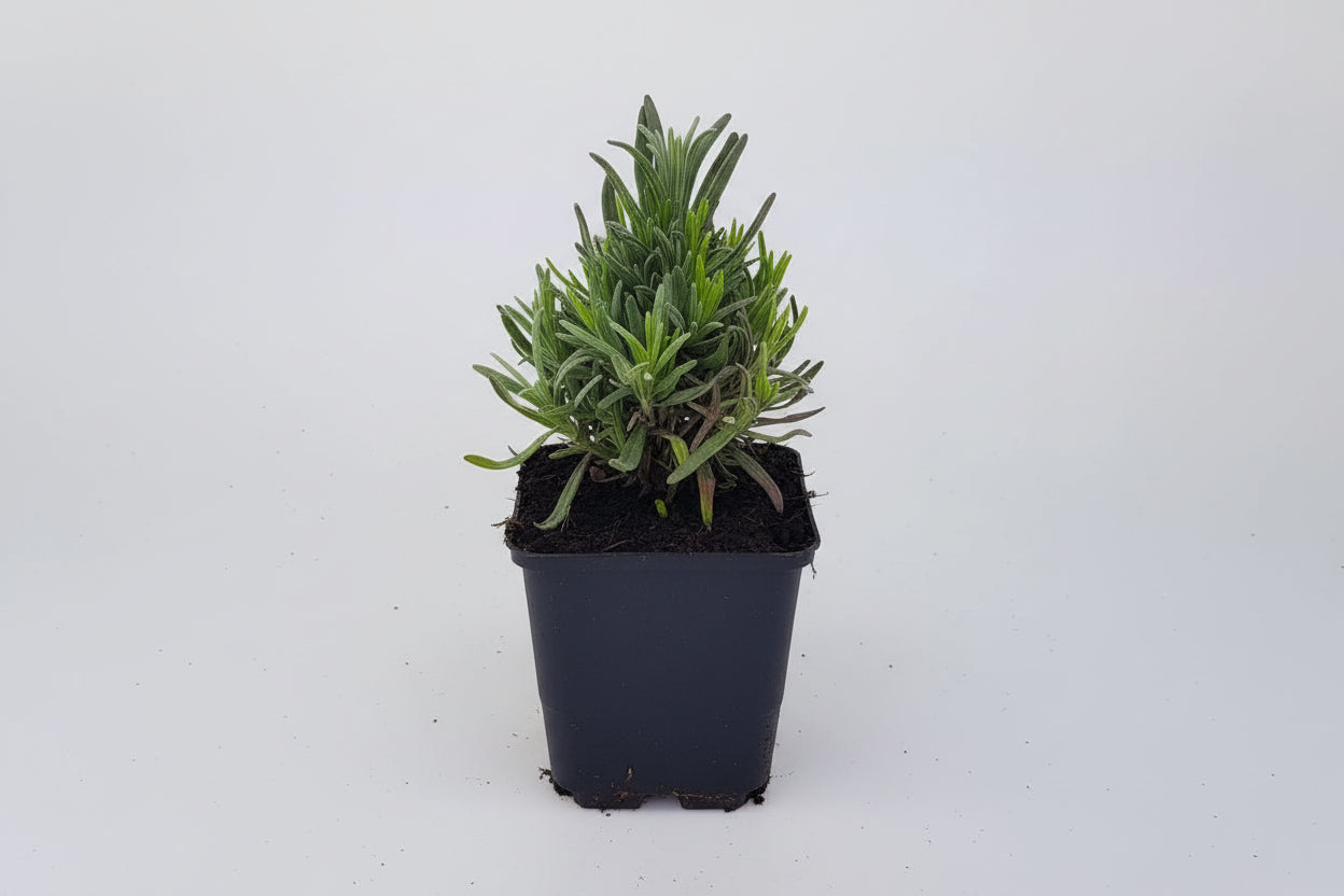 Lavandula angustifolia 'Munstead' -  Licht blauw/paarse lavendel