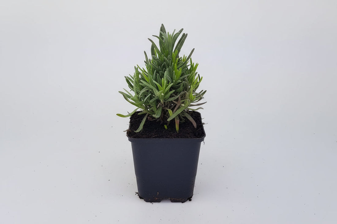 Lavandula angustifolia 'Munstead' -  Licht blauw/paarse lavendel