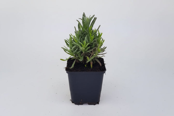 Lavandula angustifolia 'Munstead' -  Licht blauw/paarse lavendel