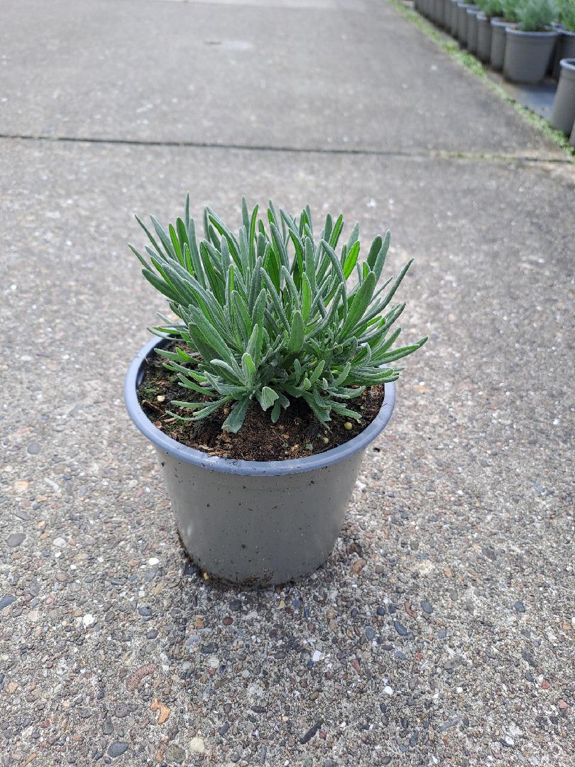 Lavandula angustifolia 'Rosea' - Roze Lavendel
