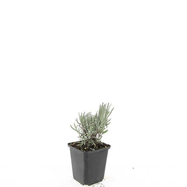 Lavandula intermedia 'Grosso' - Violetblauwe lavendel