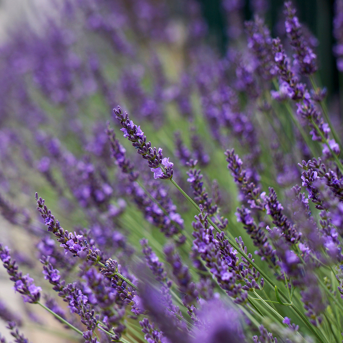 Lavendelmix - Mediterrane - Pakket voor 1 vierkante meter
