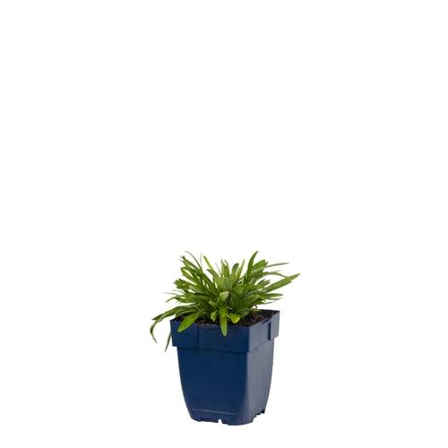 Leontopodium alpinum - Edelweiss