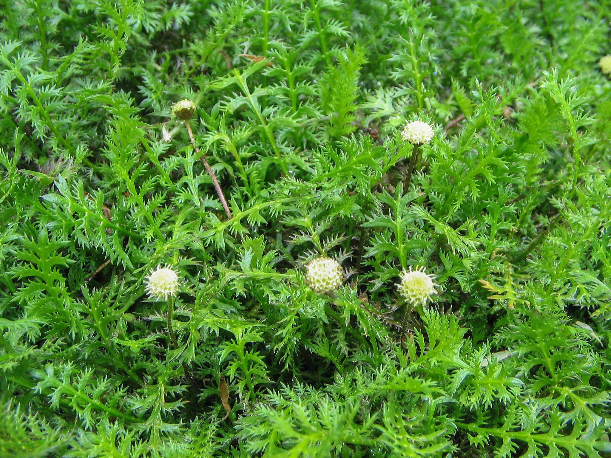 Leptinella squalida - Koperknoopje
