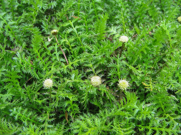 Leptinella squalida - Koperknoopje