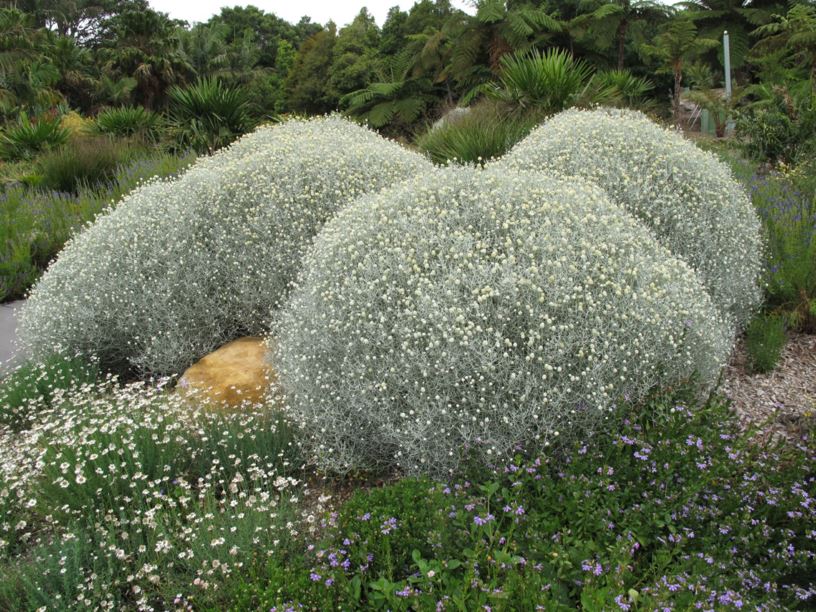 Leucophyta brownii - Koraalstruikje