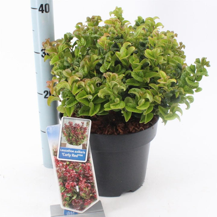 Leucothoe axillaris 'Curly Red' - Druifheide