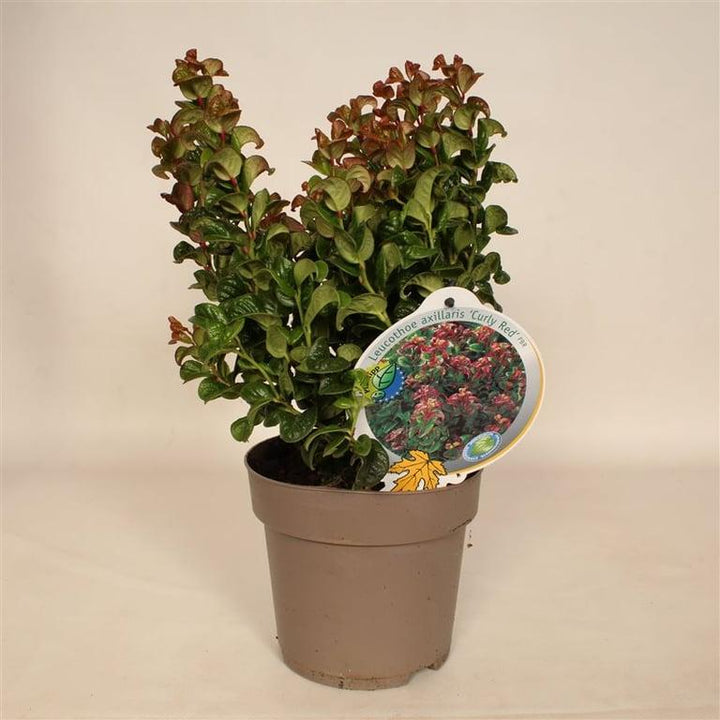 Leucothoe axillaris 'Curly Red' - Druifheide