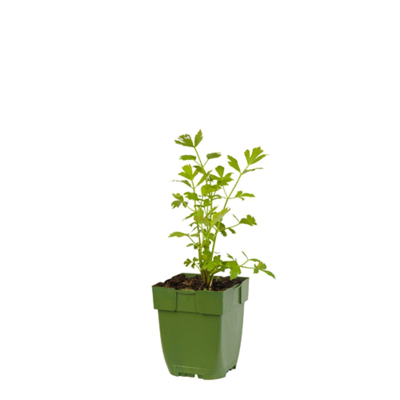 Levisticum officinale - Maggiplant