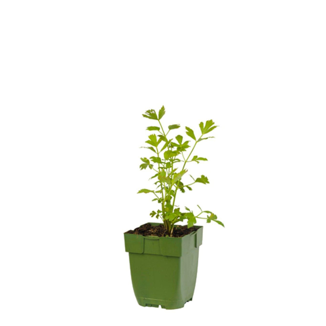Levisticum officinale - Maggiplant
