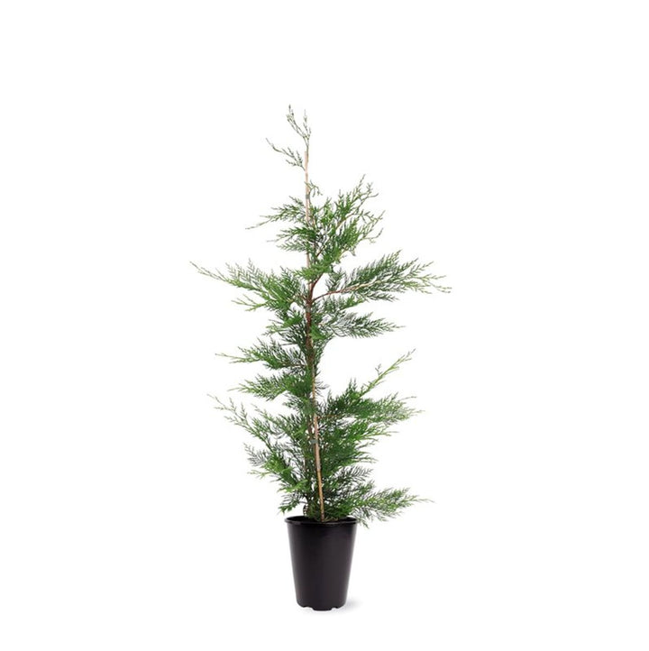Cupressocyparis leylandii - Conifeer in pot