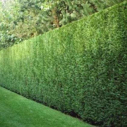 Cupressocyparis leylandii 'Tweeduizendéén' - Conifeer