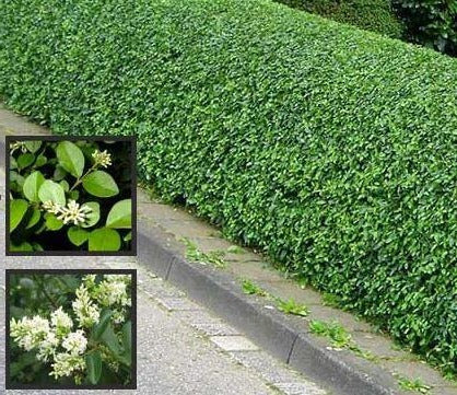 Ligustrum vulgare - Ligusterhaag in pot