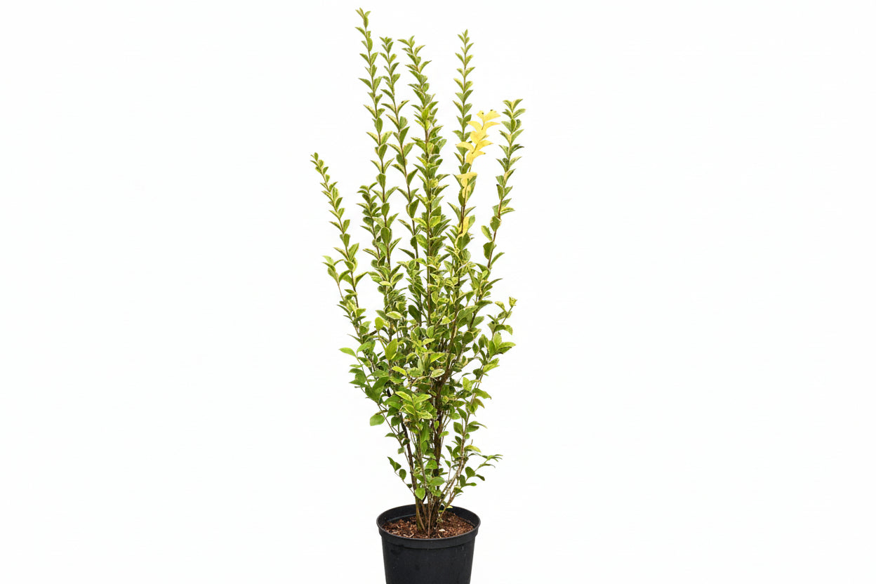 Ligustrum Ovalifolium Aureum - Wintergroene bonte liguster in pot